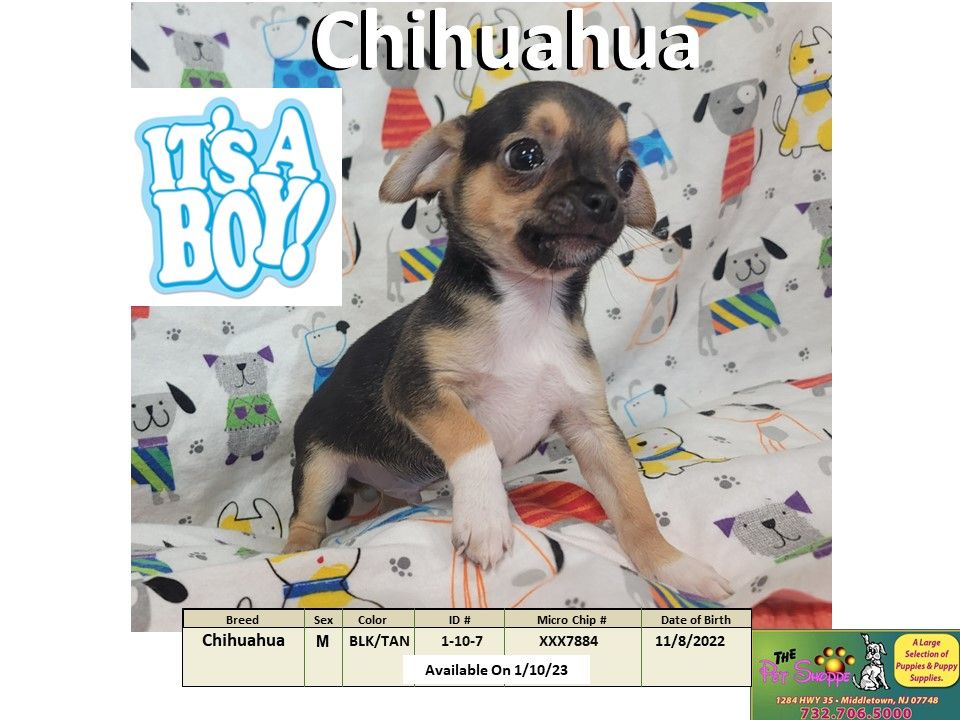 The Pet Shoppe Puppies For Sale Middletown, NJ