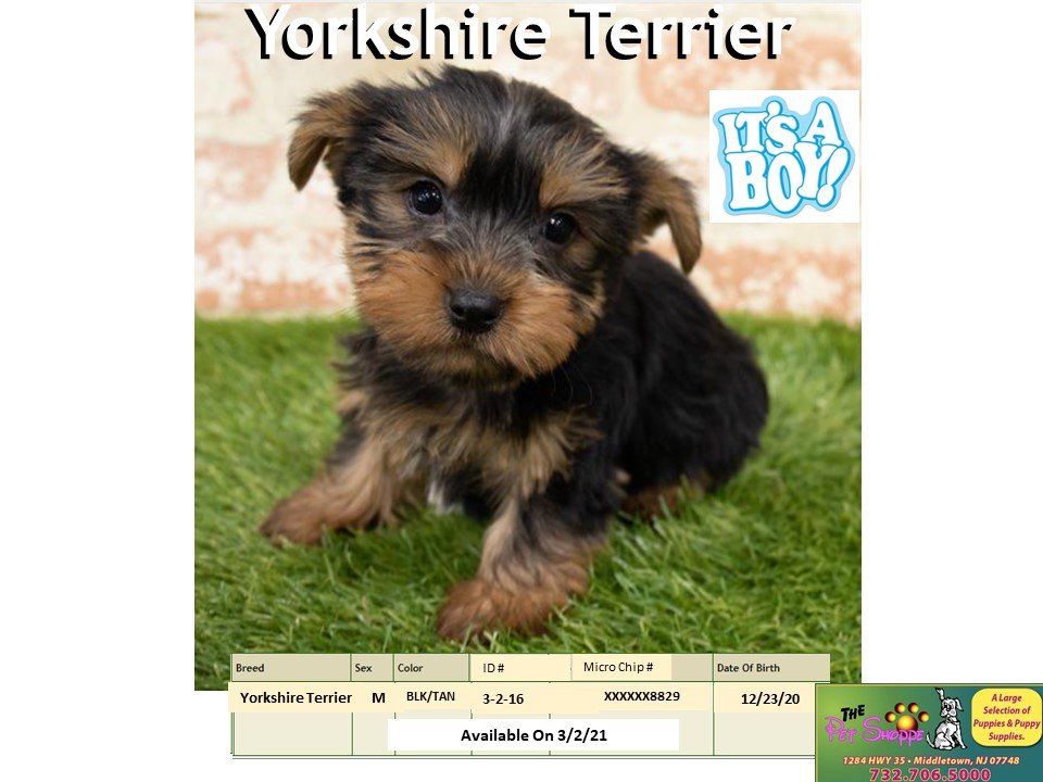 The Pet Shoppe Pet Store Middletown, NJ