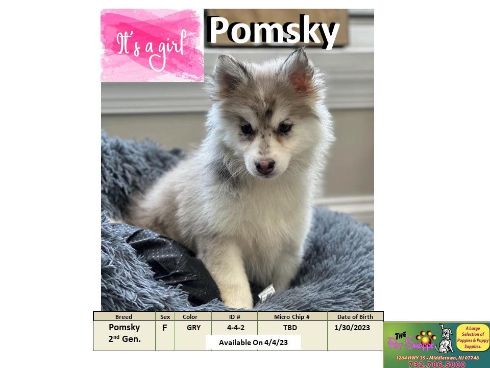 The Pet Shoppe Puppies For Sale Middletown, NJ