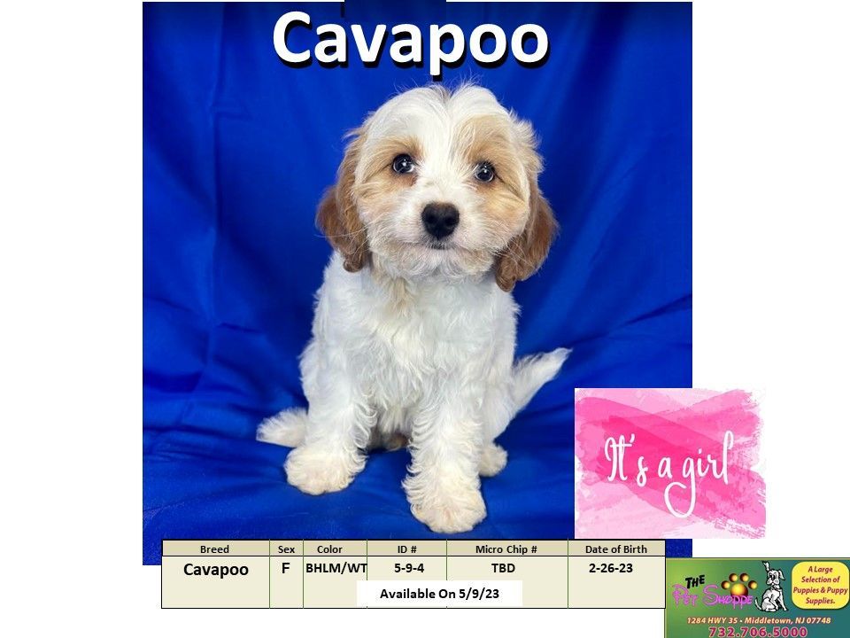 The Pet Shoppe Puppies For Sale Middletown, NJ