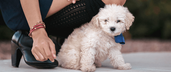 best selling puppies