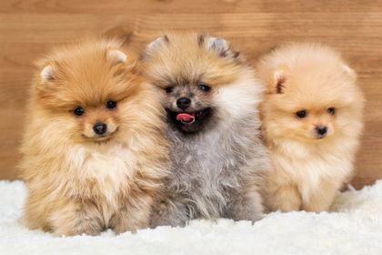 About The Pet Shoppe | Middletown, NJ Puppies