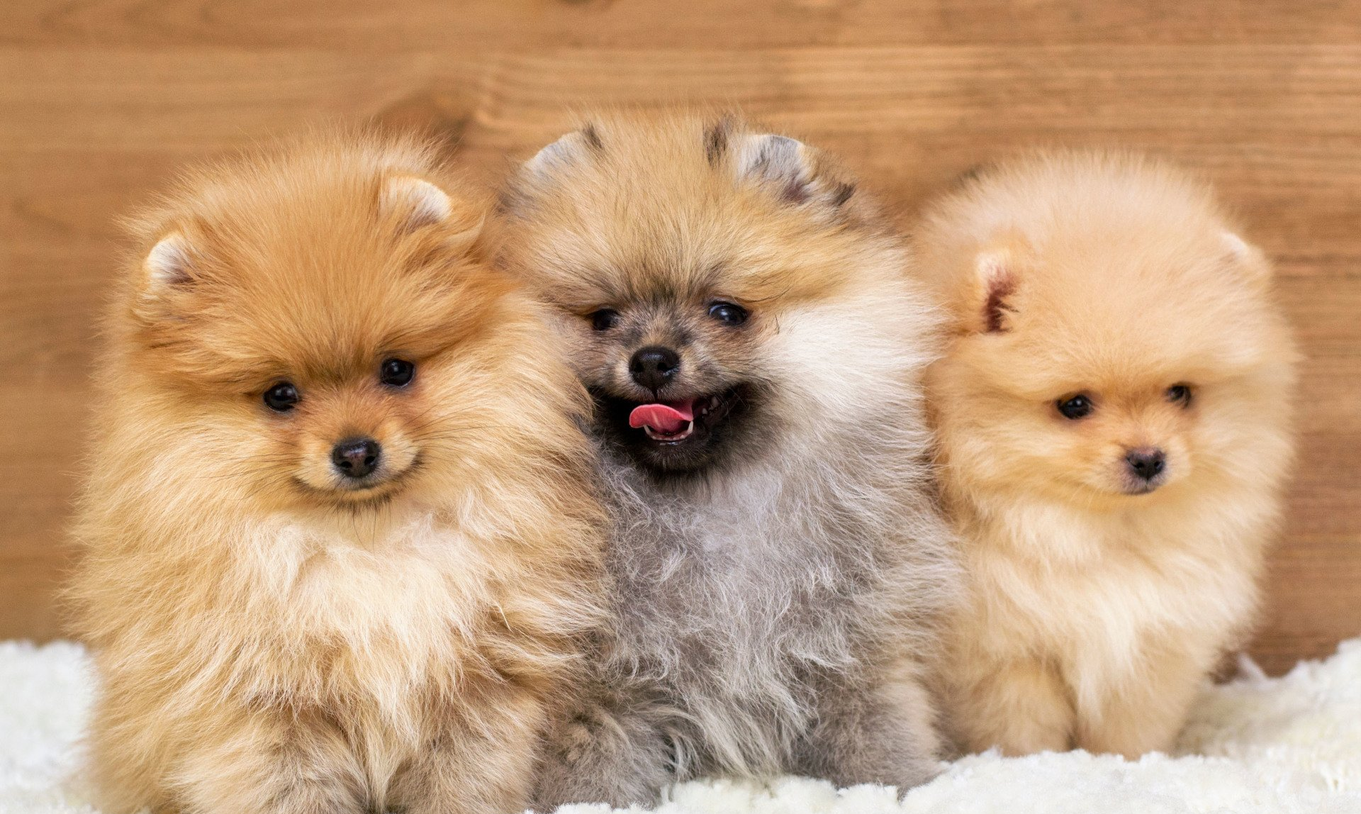 The Pet Shoppe Pet Store Middletown, NJ