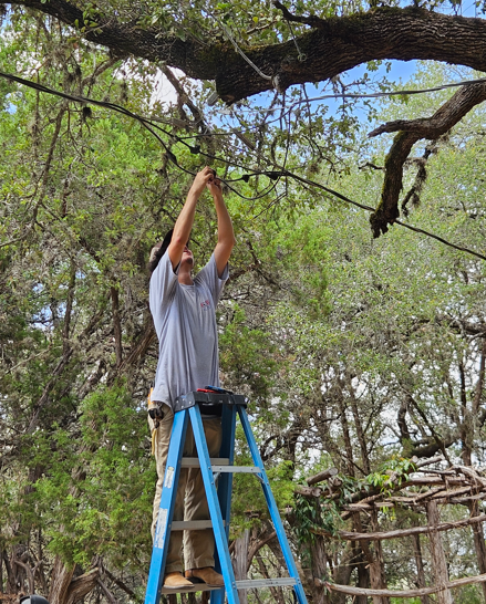 Person on a blue ladder trimming tree branches outdoors