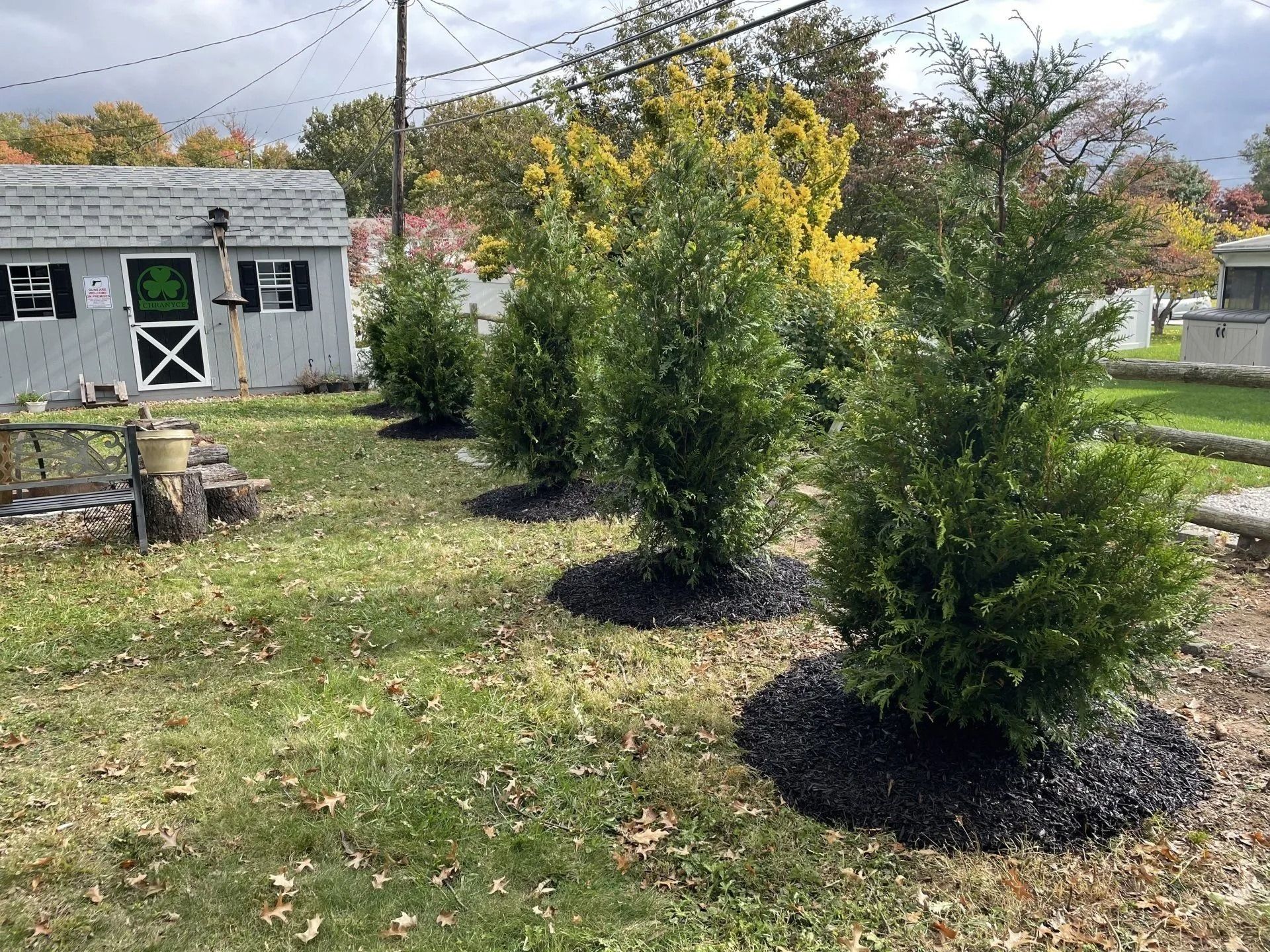 A row of four small evergreen trees planted in black mulch circles in a grass backyard next to a gray storage shed.