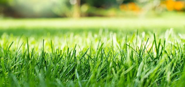 Close-up of a vibrant, sunlit green lawn with a soft-focused garden background.