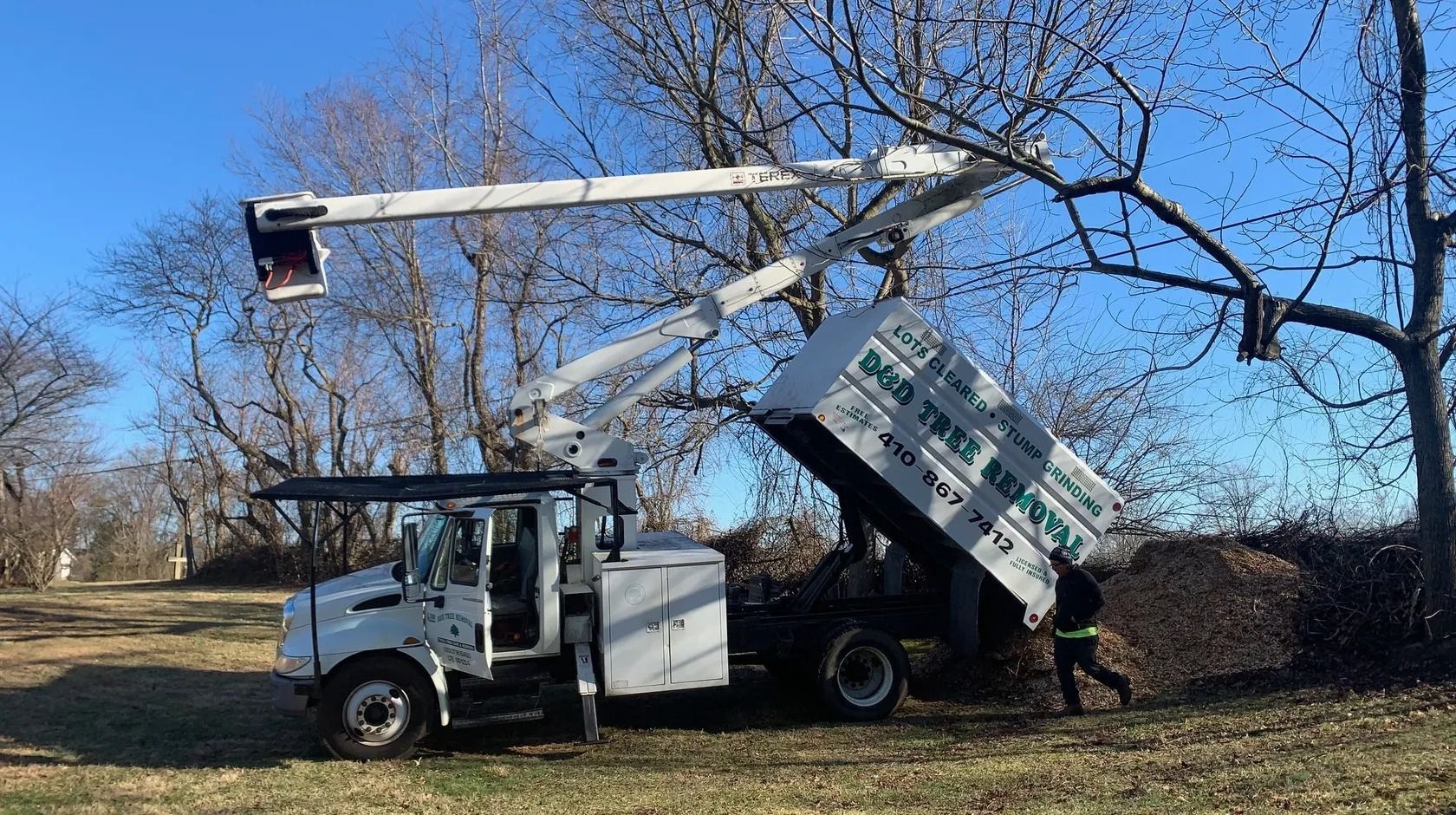 Tree removal services