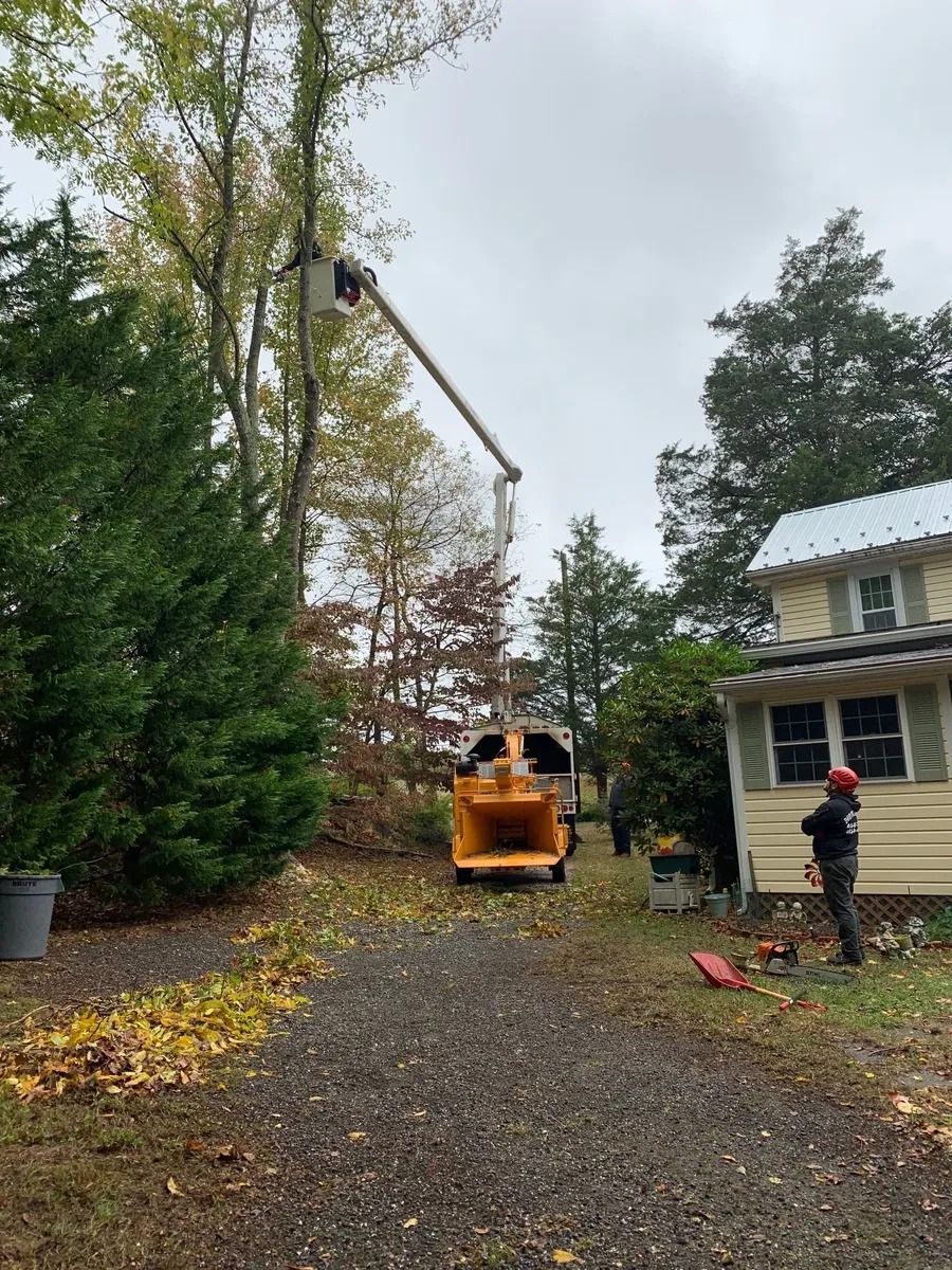 Tree removal services