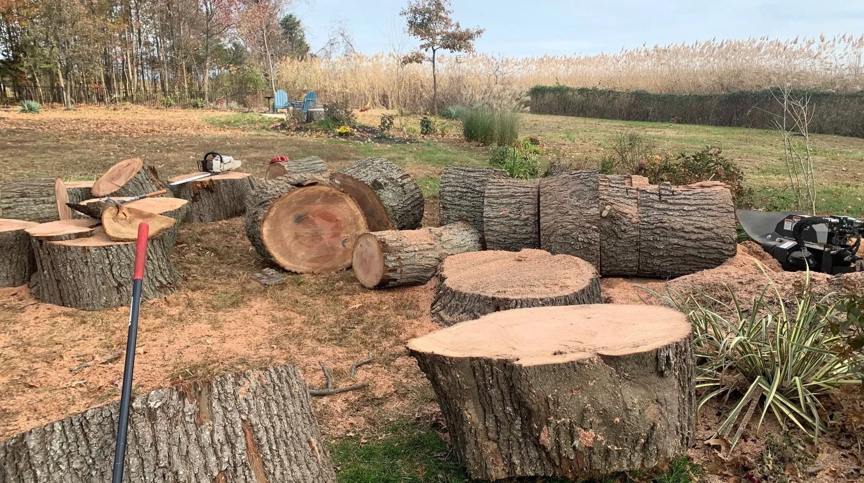 Tree removal services