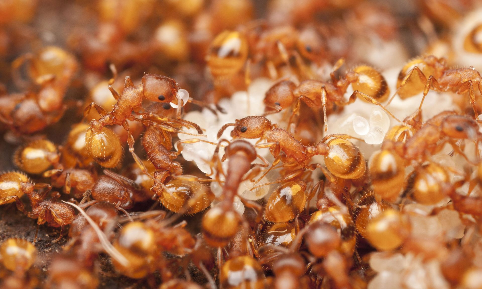 Butler Pest Control Services West Tennessee