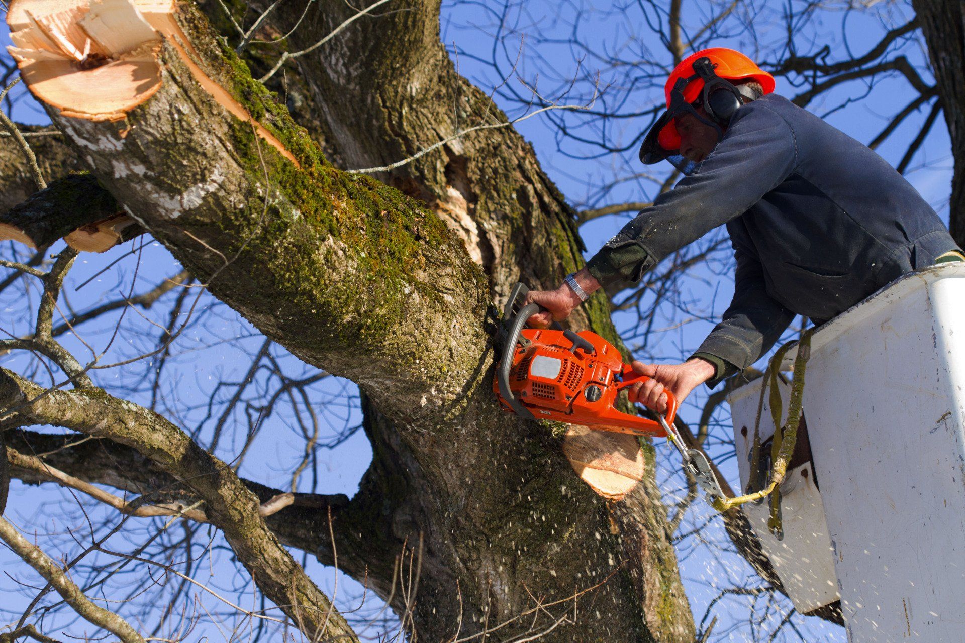 local tree service
