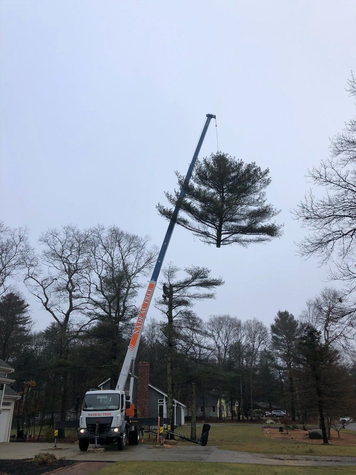 Tree Service