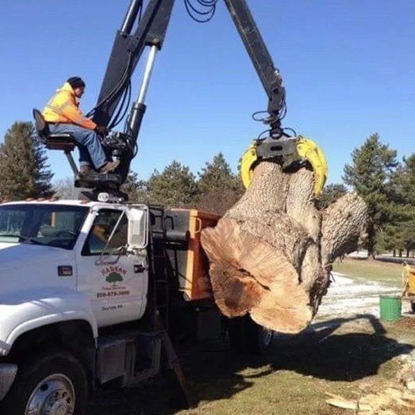Tree Removal Service