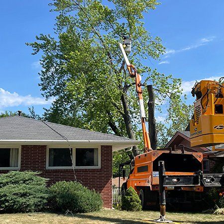 Tree Service Des Moines, IA | Central Tree Pros