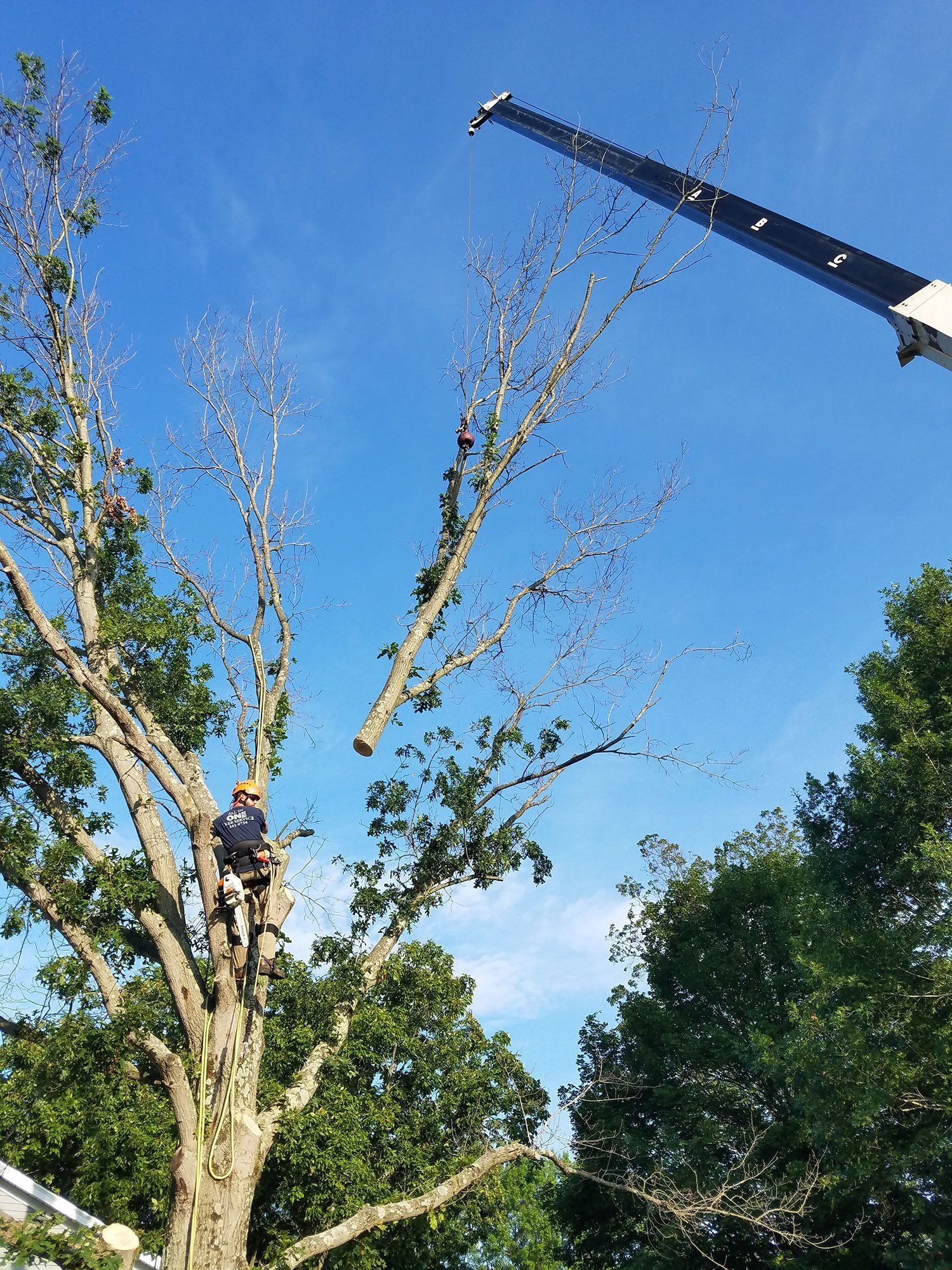 Tree removal