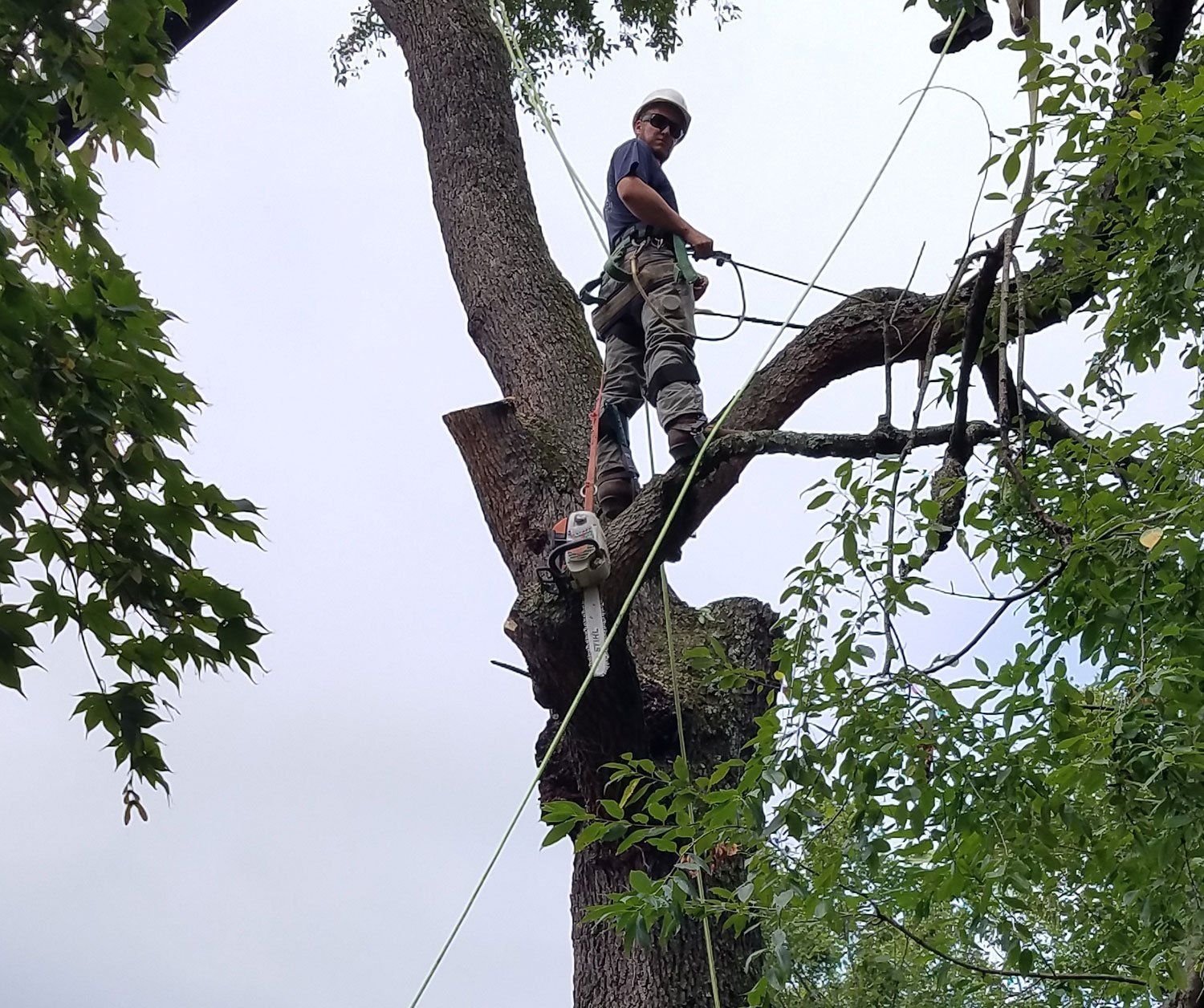 Tree removal