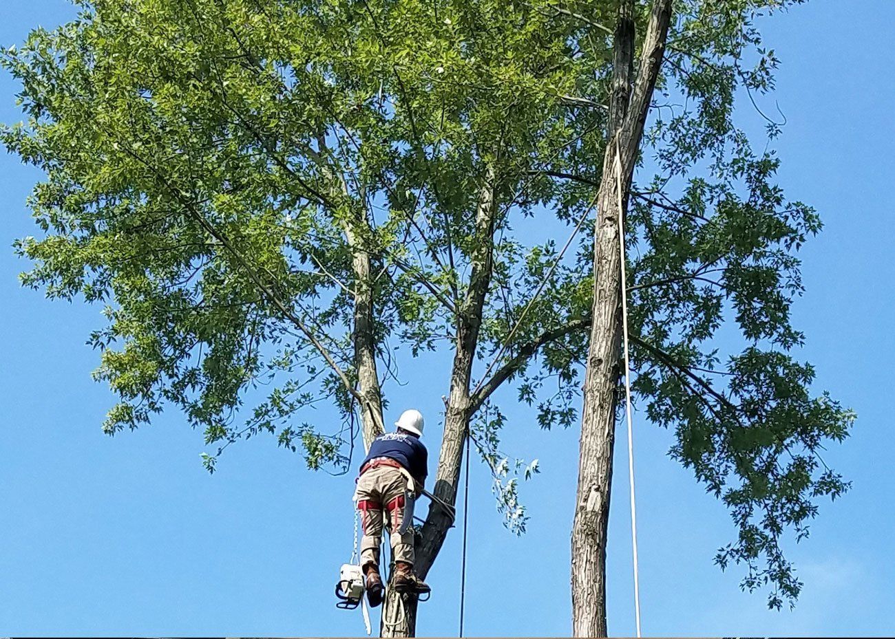 Tree removal