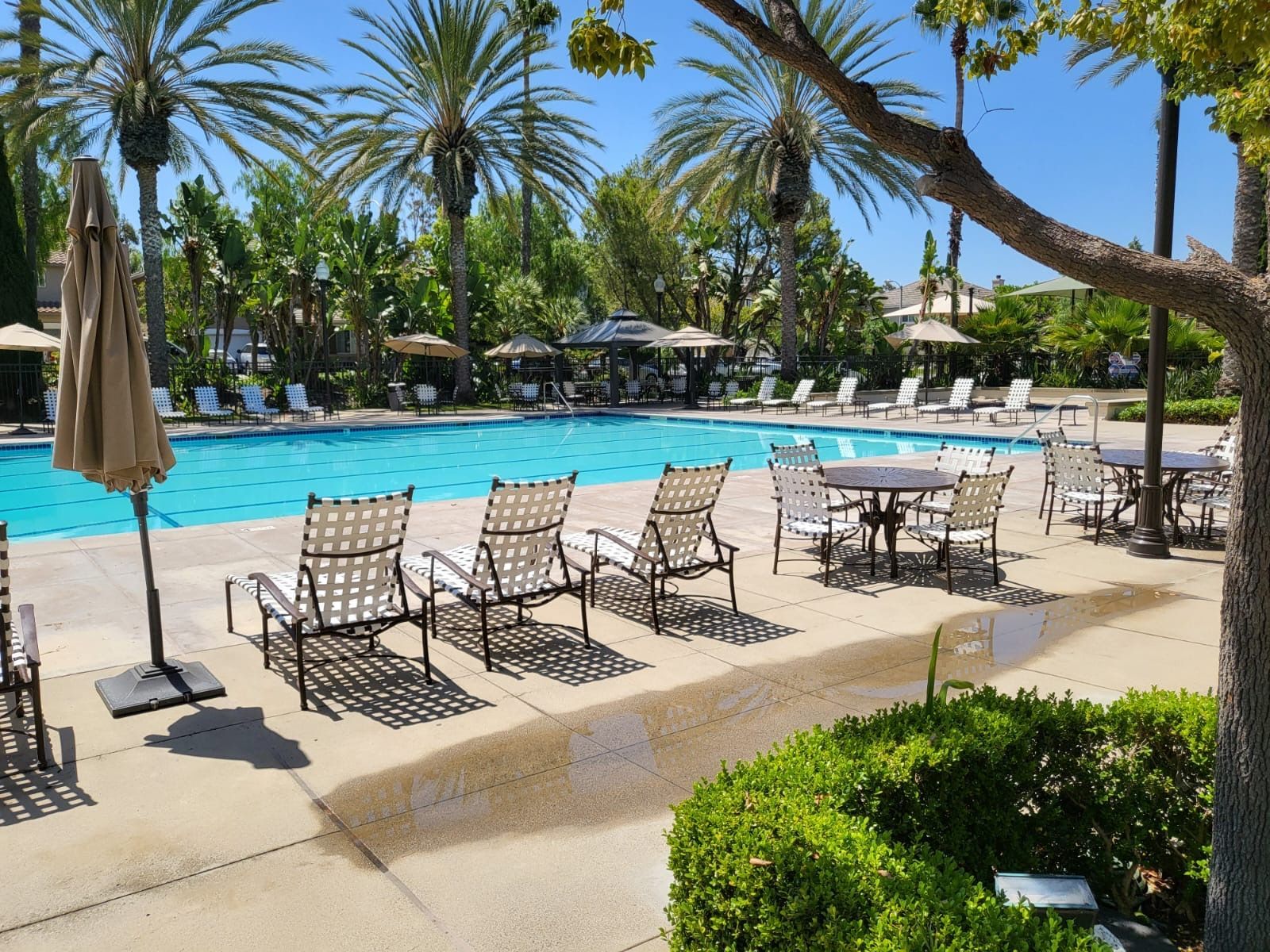 Poolside lounge chairs beside a turquoise resort pool with palm trees and umbrellas