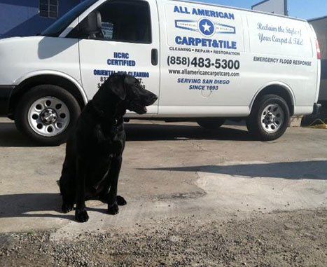 Dog and Service van