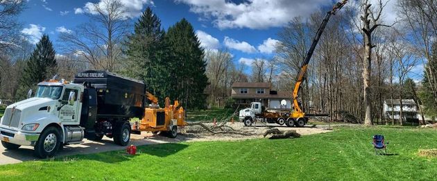 A white dump truck and a yellow crane truck work on tree removal in a grassy residential yard on a sunny day.