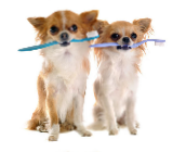 dogs wiith toothbrushes