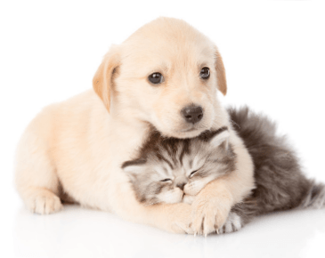 puppy and kitten veterinary care