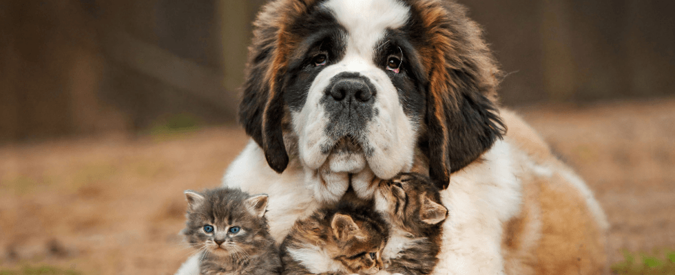 Dog and kittens vet