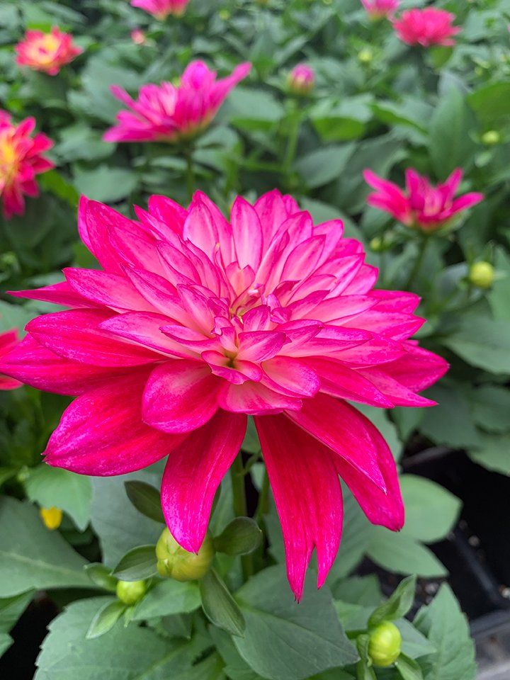 The Fig Tree Photo Gallery Cloquet, MN