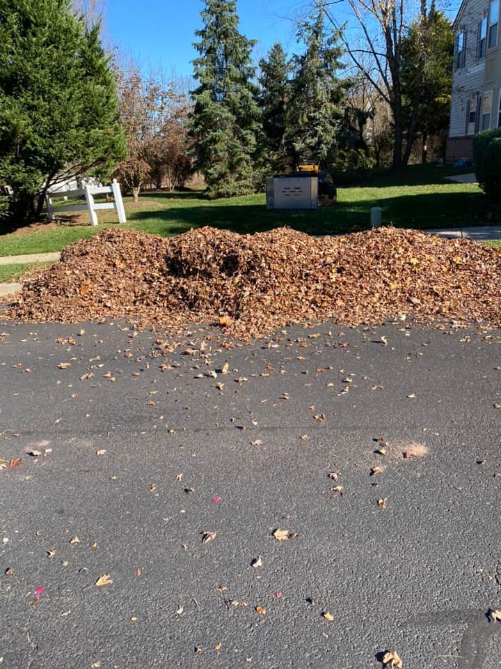 Pile of brown leaves on pavement with green trees and building in the background.
