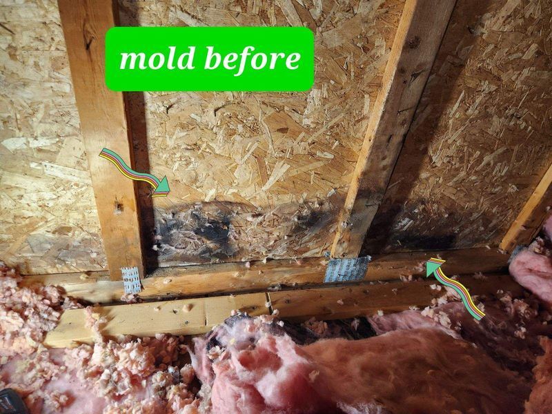 Mold on wooden attic structure labeled 