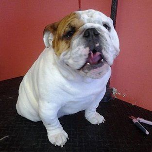 Pet Grooming Services