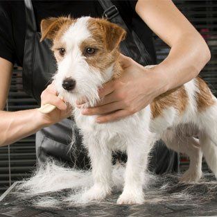 Pet Grooming Services