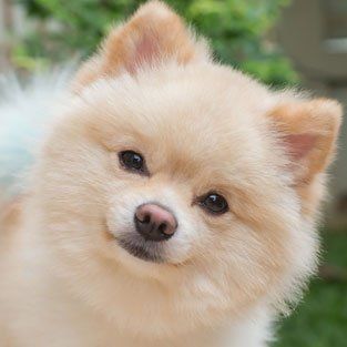 Pet Grooming Services