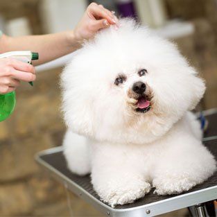 Pet Grooming Services