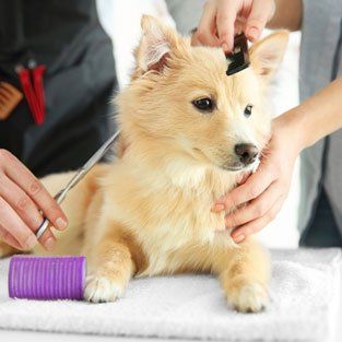 Pet Grooming Services