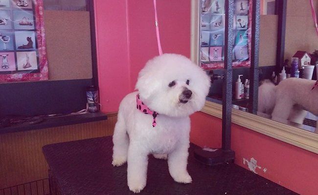 Pet Grooming Services