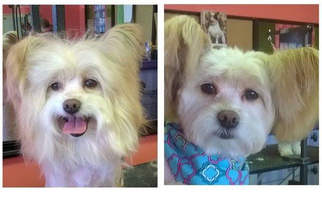 Pet Grooming Services Before/After