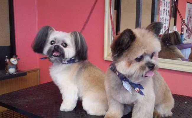 Pet Grooming Services