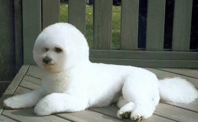 Pet Grooming Services