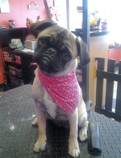 Pet Grooming Services