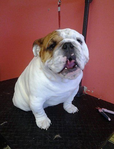 Pet Grooming Services