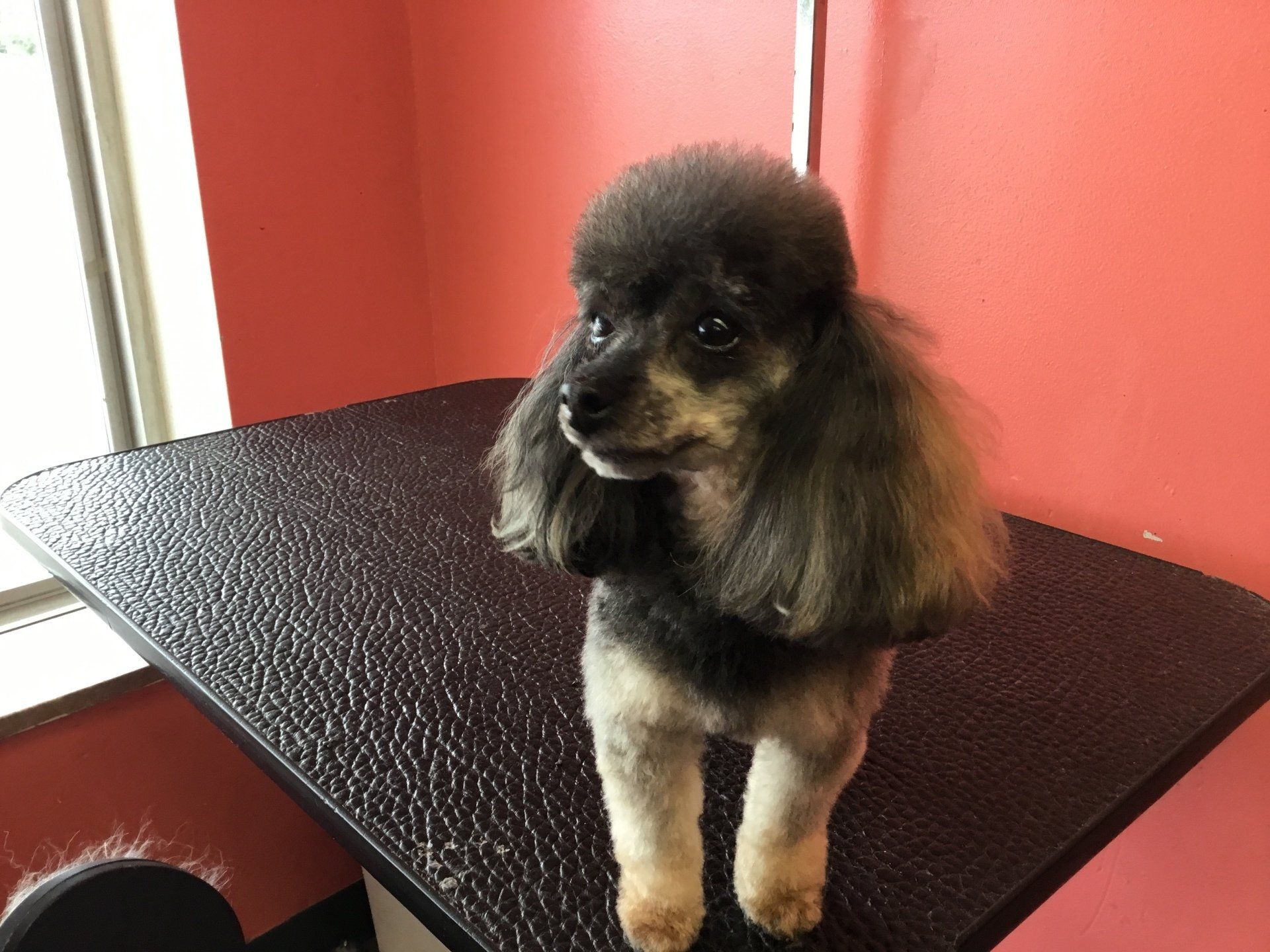 Pet Grooming Services