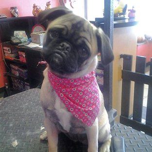 Pet Grooming Services