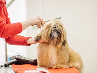Pet Grooming Services