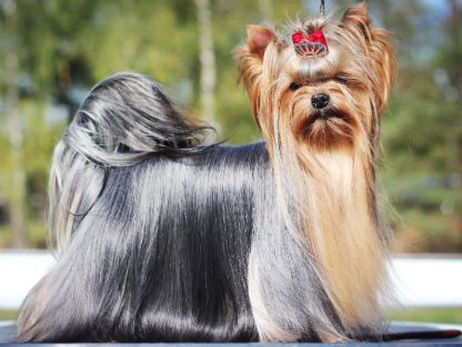 Pet Grooming Services