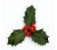 A close up of holly leaves with red berries on a white background