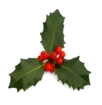 Holly sprig with green leaves and red berries.