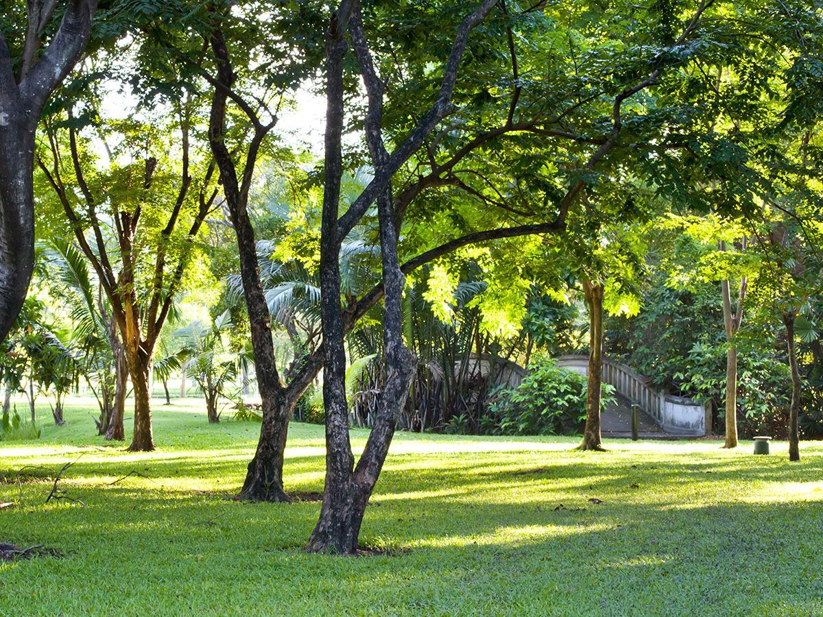 Green trees in a grassy park, sunlight dappling the ground