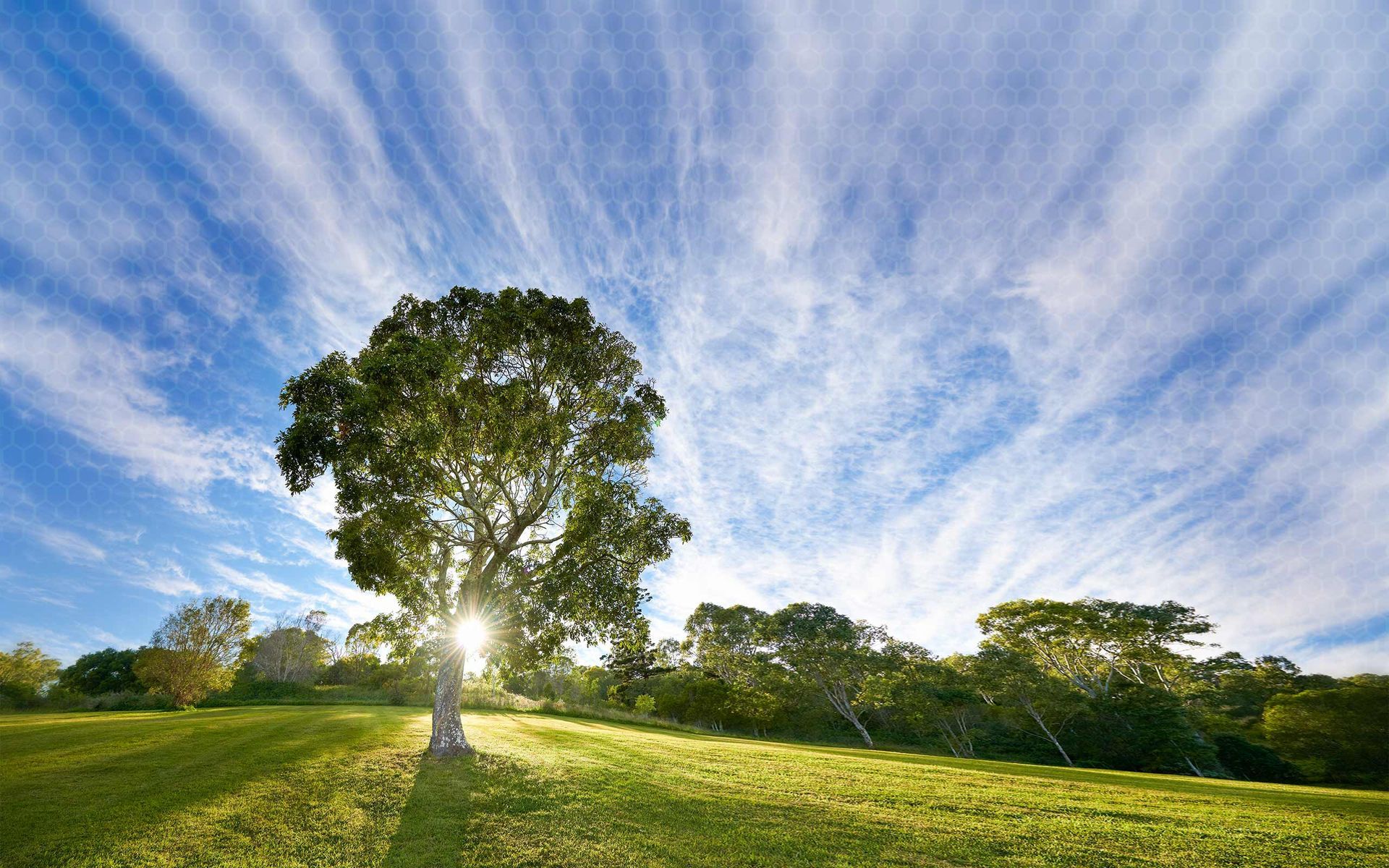 Affordable Tree Service Knoxville, TN The Tree Service