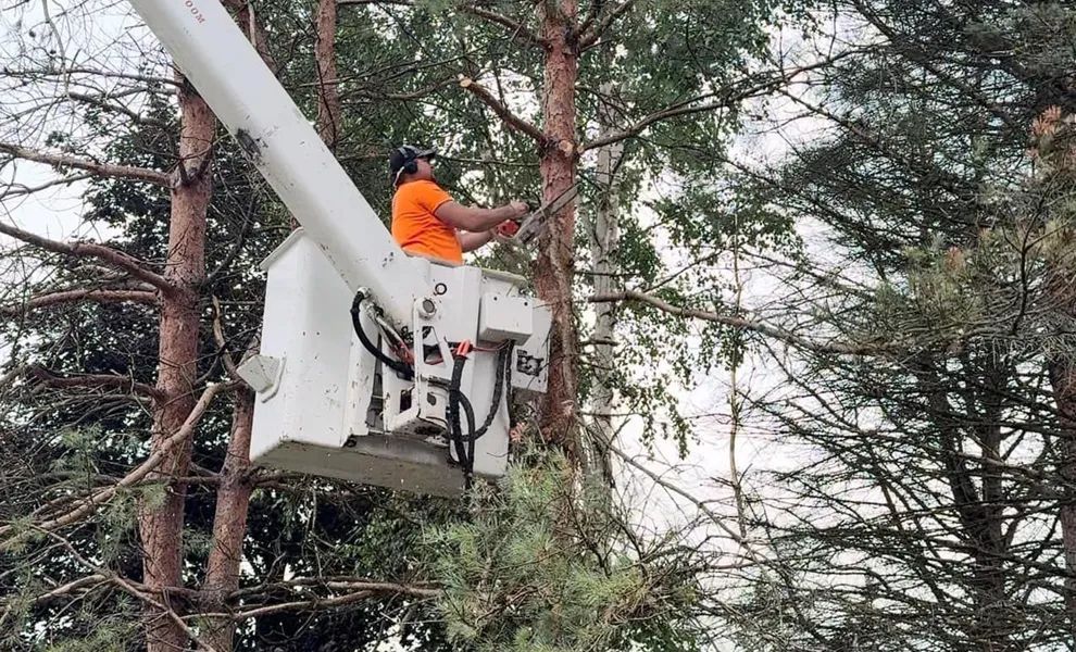 Tree trimmer in orange shirt and hard hat uses a bucket lift to prune tree branches.
